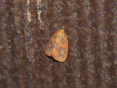 Stigmatophora rhodophila