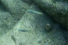 Ptereleotris monoptera