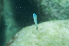 Ptereleotris monoptera