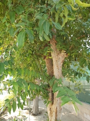 Terminalia chebula