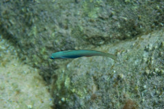 Ptereleotris monoptera