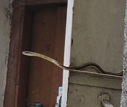 Common Bronzeback Tree Snake