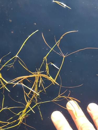 Blunt-leaved pondweed (Potamogeton obtusifolius)