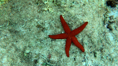 Common Starfish