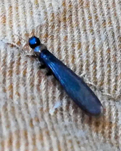 Yellownecked Dry-wood Termite photo 2