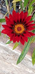 Gazania