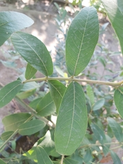 Terminalia chebula
