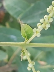 Terminalia chebula