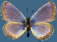 Euphilotes baueri