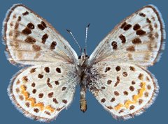 Euphilotes baueri
