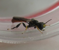 Rhopalum aucklandi