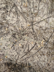 Helichrysum cochleariforme