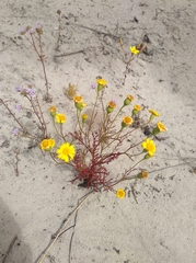 Steirodiscus tagetes