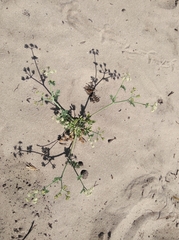 Capnophyllum africanum