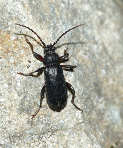 Saphanus piceus