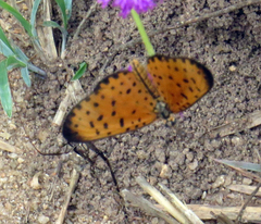 Pardopsis punctatissima