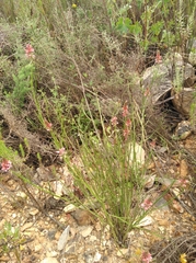 Indigofera triquetra