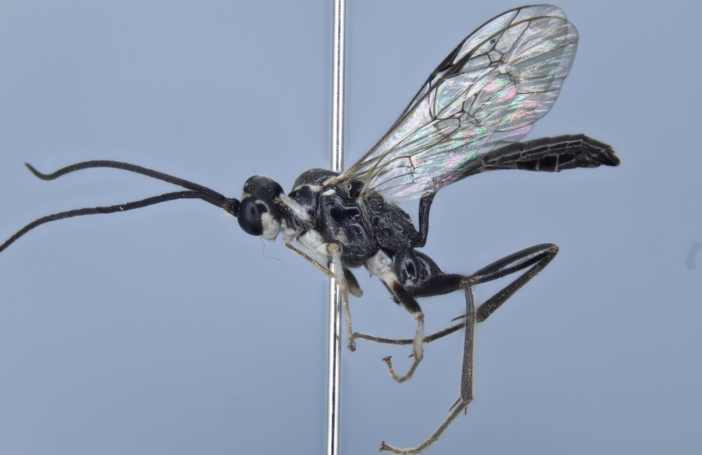 Cubocephalus associator