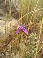 Moraea incurva