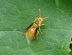 Parachartergus colobopterus