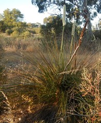 Xanthorrhoea caespitosa