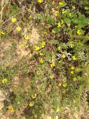 Aspalathus perforata