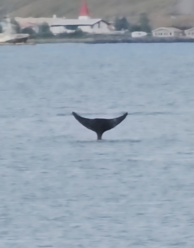 Northern Bottlenose Whale