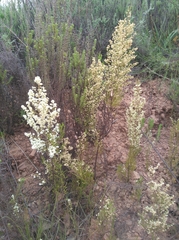 Erica leucanthera