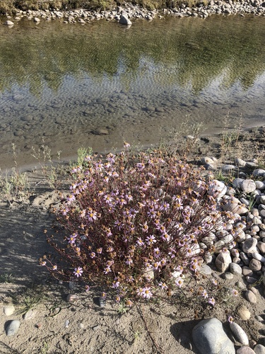 Korean dendranthema (Chrysanthemum zawadzkii)