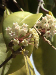 Hoya verticillata
