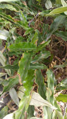 Angiospermae