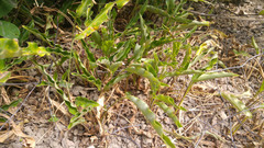 Angiospermae