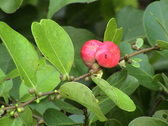 Glochidion littorale