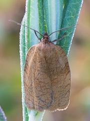 Aphelia viburnana