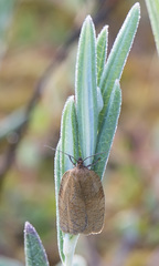 Aphelia viburnana