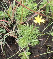 Euryops transvaalensis