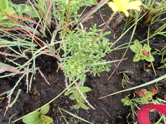 Euryops transvaalensis