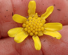 Euryops transvaalensis