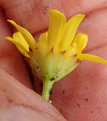 Euryops transvaalensis