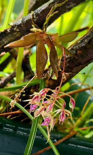 Macroclinium bicolor