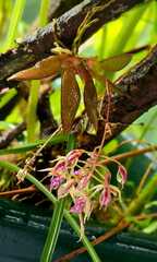 Macroclinium bicolor