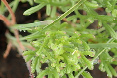 Euryops transvaalensis