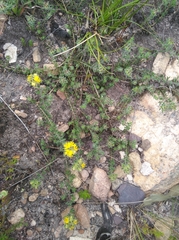 Aspalathus suaveolens