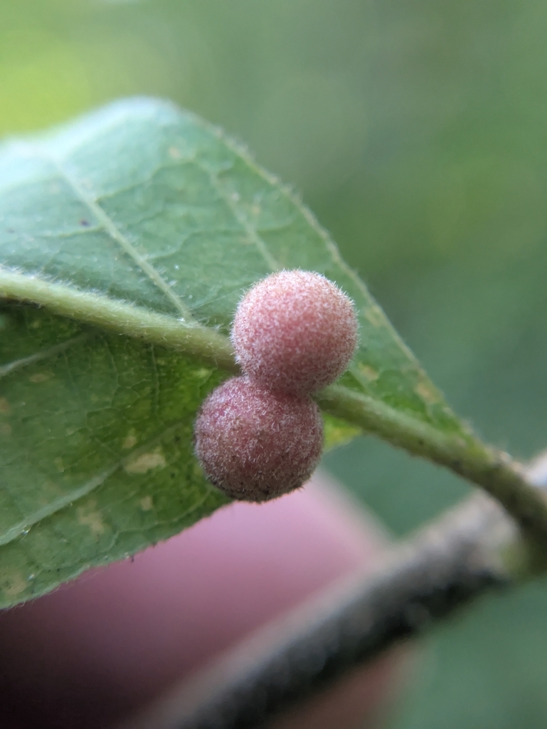 woolly globe gall wasp