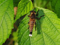 Promachus yesonicus