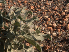 Solanum hoplopetalum