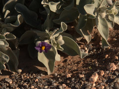 Solanum hoplopetalum