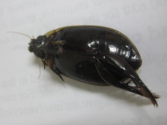 Cybister tripunctatus