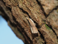 Parapediasia teterrellus