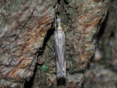 Parapediasia teterrellus